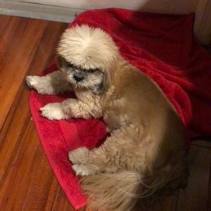 Meet your Posher, Carmen